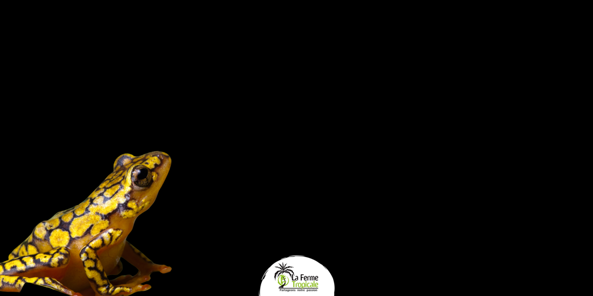 Slide background