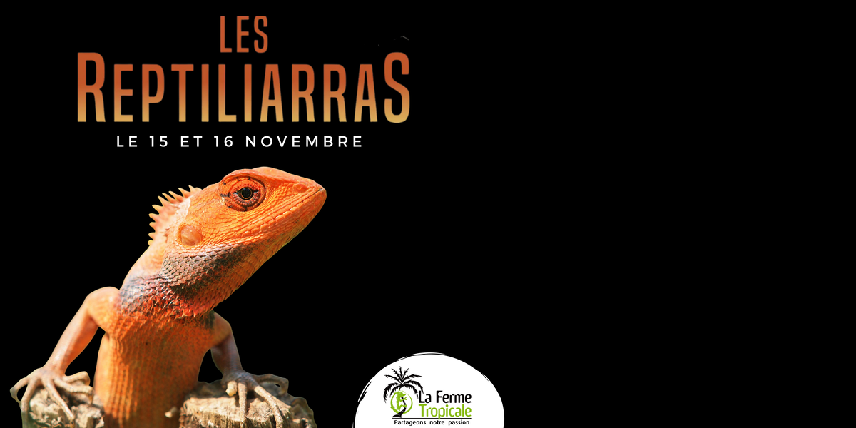 ReptiliArras 2025 Slide background