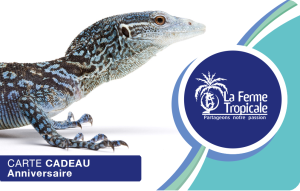 
			                        			Anniversaire Lézard