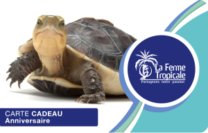 
			                        			Anniversaire Tortue