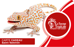 
			                        			Saint Valentin Lézard