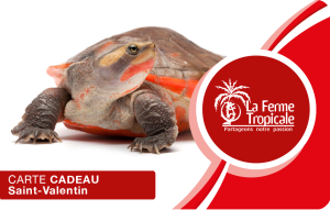 
			                        			Saint Valentin Tortue