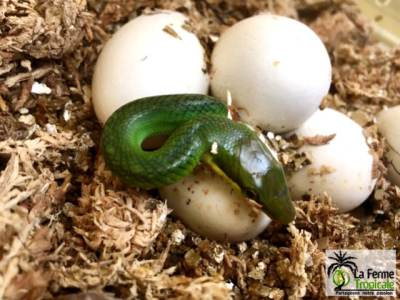 [Sur le vif] Naissance de Gonyosoma oxycephala