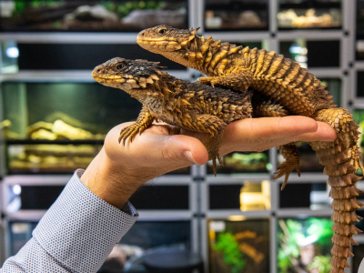 Projet d'élevage : Smaug giganteus