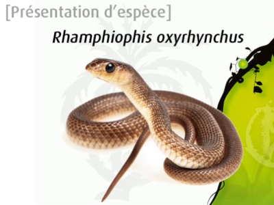 [Présentation d'espèce] Rhamphiophis oxyrhynchus