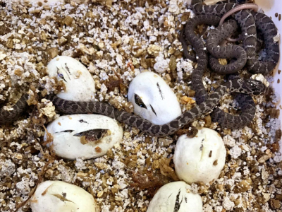 [Sur le vif] Naissance de Coluber constrictor