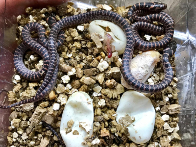 [Sur le vif] Naissance de Lycodon rufozonatum