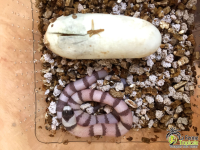 [Sur le vif] Naissance de Lampropeltis triangulum hondurensis ghost