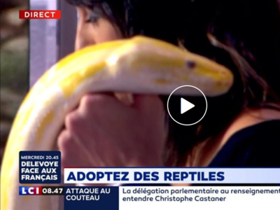 [Découverte] Un Python bivittatus dans La Matinale
