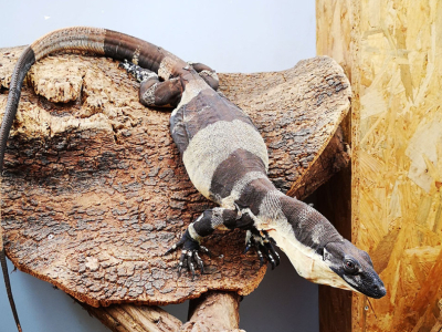 [Sur le vif] Varanus varius