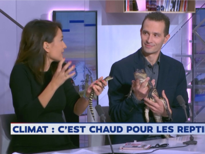 [Découverte] Karim présente des crocodiliens dans La Matinale sur LCI