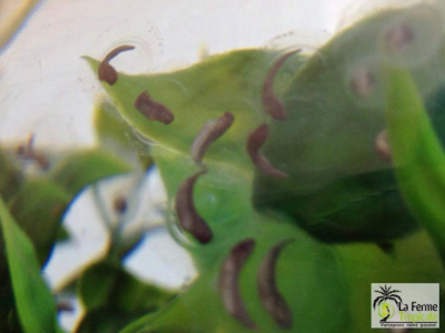 [Sur le vif] Ponte d'axolotl (Ambystoma mexicanum)