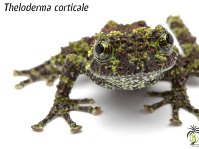 [Présentation d'espèce] Theloderma corticale