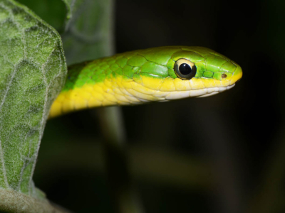 [Voyage] Opheodrys aestivus carinatus en Floride