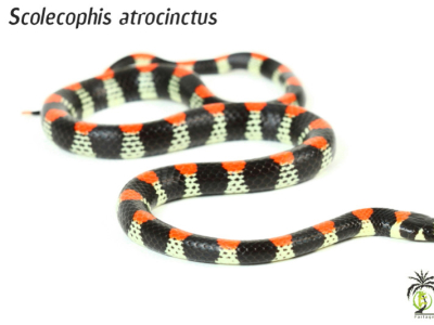 [Présentation d'espèce] Scolecophis atrocinctus