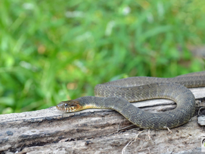 [Voyage] Faune du Texas, partie 1 : Nerodia erythrogaster transversa