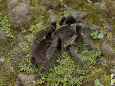 [Voyage] Hysterocrastes gigas