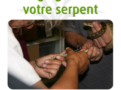 [Service] Sexage gratuit de vos serpents en magasin