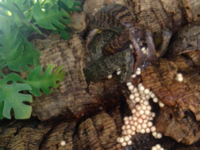 [Sur le vif] Amplexus de Leptopelis rufus