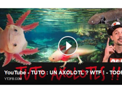 [Vidéo] Toopet s'intéresse aux Axolotls !