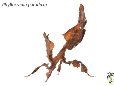 [Présentation d'espèce] Phyllocrania paradoxa