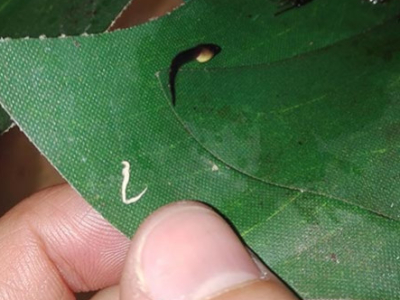 [Sur le vif] Naissance de têtards de Leptopelis rufus.