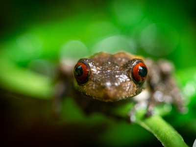 Reproduction de Theloderma asperum