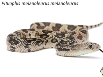 [Présentation d'espèce] Pituophis melanoleucus melanoleucus