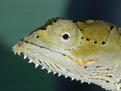 [Voyage] Archaius (Calumma) tigris aux Seychelles