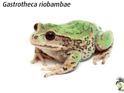 [Présentation d'espèce] Gastrotheca riobambae