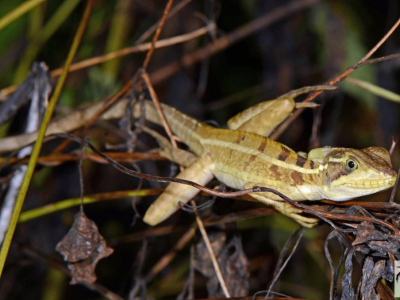 [Voyage] Basiliscus vittatus en Floride