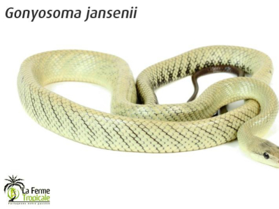 [Présentation d'espèce] Gonyosoma jansenii