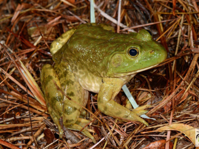 [Voyage] Amphibiens et arthropodes au Texas