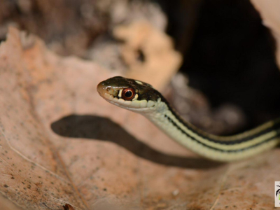 [Voyage] Thamnophis proximus proximus au Texas