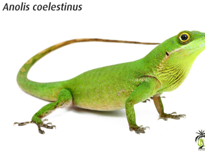 [Présentation d'espèce] Anolis coelestinus