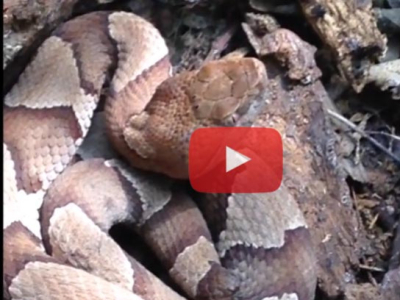 [Vidéo] Découverte d'un Agkistrodon contortrix laticinctus au Texas