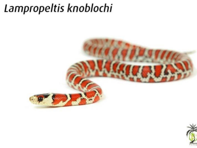 [Présentation d'espèce] Lampropeltis knoblochi