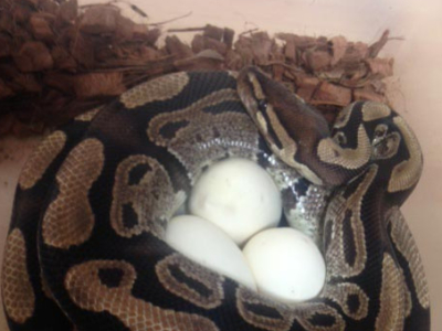 [Sur le vif] Ponte Python regius het Desert Ghost