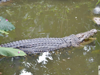 [Voyage] Crocodiliens à Bornéo