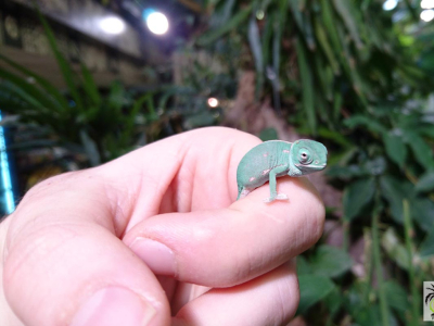 [Sur le vif] Naissance de Chamaeleo calyptratus