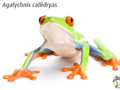 [Présentation d'espèce] Agalychnis callidryas