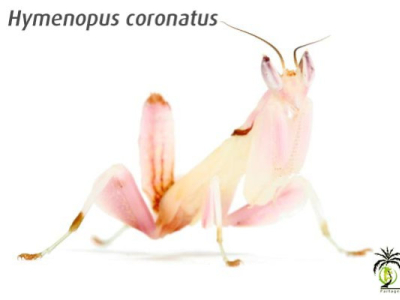 [Présentation d'espèce] Hymenopus coronatus