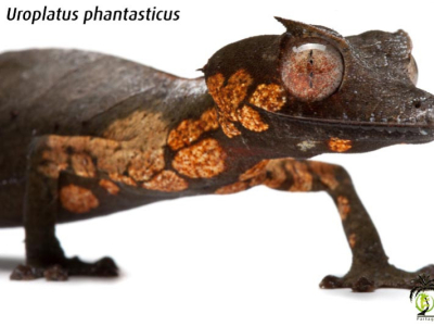 [Présentation d’espèce] Uroplatus phantasticus