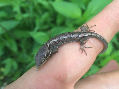 [Sur le vif] Naissance d'Abronia graminea