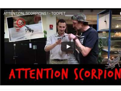 [Vidéo] Toopet découvre les scorpions avec Karim Daoues