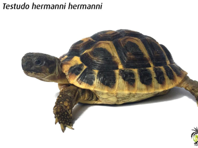 [Nouveauté] Testudo hermanni hermanni