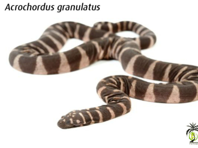 [Présentation d'espèce] Acrochordus granulatus