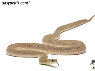 [Présentation d'espèce] Dasypeltis gansi