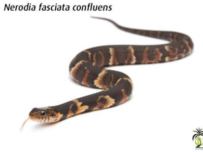 [Présentation d'espèce] Nerodia fasciata confluens