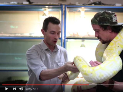 [Vidéo] Toopet porte un Python bivittatus adulte à La Ferme Tropicale